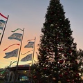 Tree at Pier 39