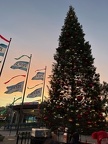 Tree at Pier 39