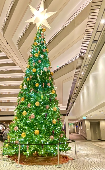 Tree at Hyatt Regency.jpeg