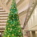 Tree at Hyatt Regency