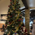 Tree at Swiss Louis